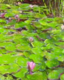 Tall Water Lilies